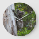 Search for koala clocks Australia
