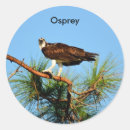 Search for osprey stickers Bird