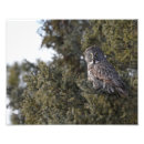 Search for grey owl posters Bird of prey