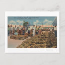 Search for tarpon postcards Springs