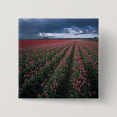 Search for red tulips badges Colourful