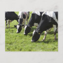 Search for grazing cows postcards Horizontal