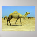 Search for camel desert posters Camels