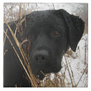 Search for labrador tiles Black lab