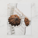 Search for nipples postcards Anatomy