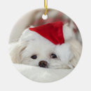 Search for maltese dog christmas tree decorations Pet