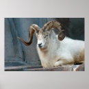 Search for dall Dall sheep