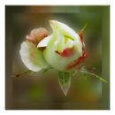 Search for rosebud posters White
