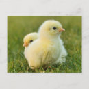 Search for funny chick postcards Cute