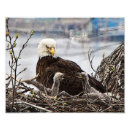 Search for eaglet Bald eagle