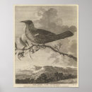 Search for dusky posters Bird
