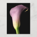 Search for callas postcards Birthday