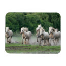 Search for jim magnets Jaynes gallery