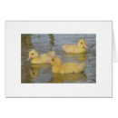 Search for ducklings three Waterfowl