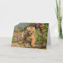 Search for lynx cards Alaska