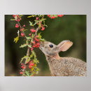Search for cottontail art Bunny
