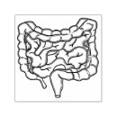 Search for medical craft supplies Anatomy