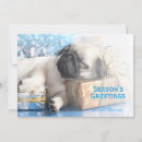 Search for crate cards Animal