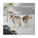 Search for wolves tiles Snow