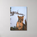Search for blue lion art Africa