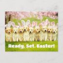 Search for cute easter bunny postcards Bunnies