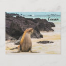 Search for galapagos islands postcards South america