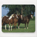 Search for paint horses mouse mats Standing