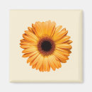 Search for orange gerbera magnets Bloom