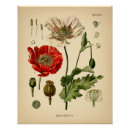 Search for papaver art Flower