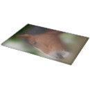 Search for draught board Equine
