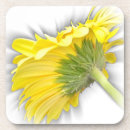 Search for gerbera daisies coasters Yellow