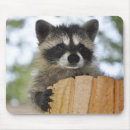 Search for racoons mouse mats Baby