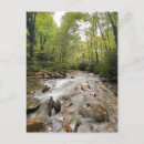Search for great smoky mountains national park postcards Forest