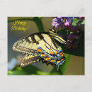 Search for macro photography cards Butterfly