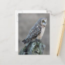 Search for owl ears postcards Short eared owl
