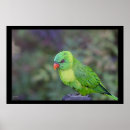 Search for lorikeet parrot art Animal