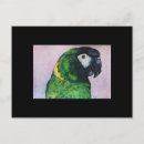 Search for macaws horizontal postcards Yellow