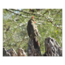 Search for female cardinal art Portrait