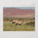 Search for oryx Sossusvlei