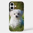 Search for maltese puppy iphone cases Cute