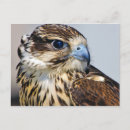 Search for falcone photography Raptor