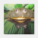 Search for bullfrog magnets Amphibian