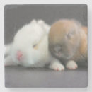 Search for ears barware Rabbit