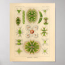 Search for algae art Ocean