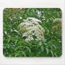 Search for shrub mouse mats Plant