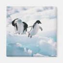 Search for adelie magnets Full length