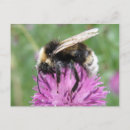 Search for thistles postcards Pink