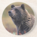 Search for alaska coasters Grizzly bear