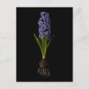 Search for flower bulbs postcards Garden