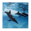 Search for large tiles Fish